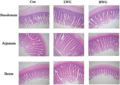 Effects of wheat germ diet on intestinal antioxidant capacity, immunological function and gut microbiota of Sichuan white geese